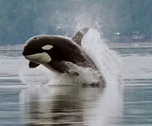 Killer whales trapped in Canada ice freed