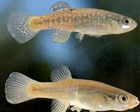 New Bedford Harbor pollution prompts PCB-resistance in Atlantic killifish