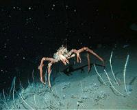 King crabs threaten Antarctic ecosystem due to warming ocean