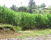 VIASPACE Joins Agriculture Development Project In Africa