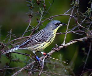 Satellite Data Shows that Kirtland's Warblers Prefer Forests After Fire