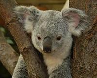 Koala shows it's cool to be a tree hugger