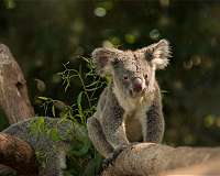 Makeshift koala hospital scrambles to save dozens injured in bushfires
