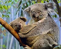 Koalas could be extinct in 30 years: conservationists