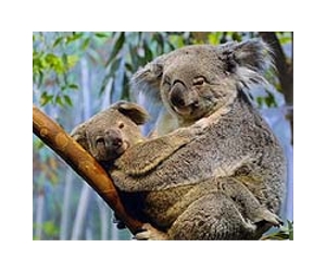 Koalas Are Picky Leaf-Eaters