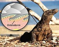 Giant killer lizard fossil shines new light on early Australians