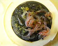 Scripps Scientists Peg Wind As The Force Behind Fish Booms And Busts