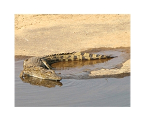 Crocodiles Ride Ocean Currents For Ocean Travel