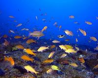 Hawaiian deep coral reefs home to unique species and extensive coral cover