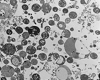 Colorful life-form catalog will help discern if we're alone