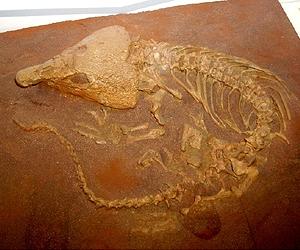 The Pain Of Evolution: A Big Toothache For Reptiles