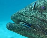 Study: It's not cheating unless a species gets hurt