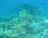 Protection Zones In Wrong Place To Prevent Coral Reef Collapse