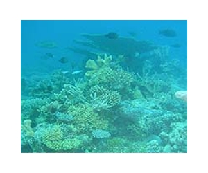 Cleaner Water Mitigates Climate Change Effects On Florida Keys Coral Reefs
