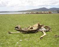 Drought in Kenya: they shoot camels, don't they?