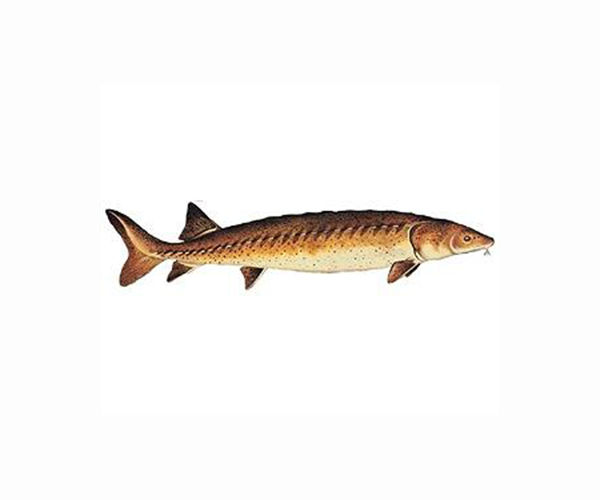 After a century away, sturgeons return to Swedish waters