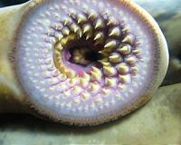 Earliest-known lamprey larva fossils unearthed in Inner Mongolia