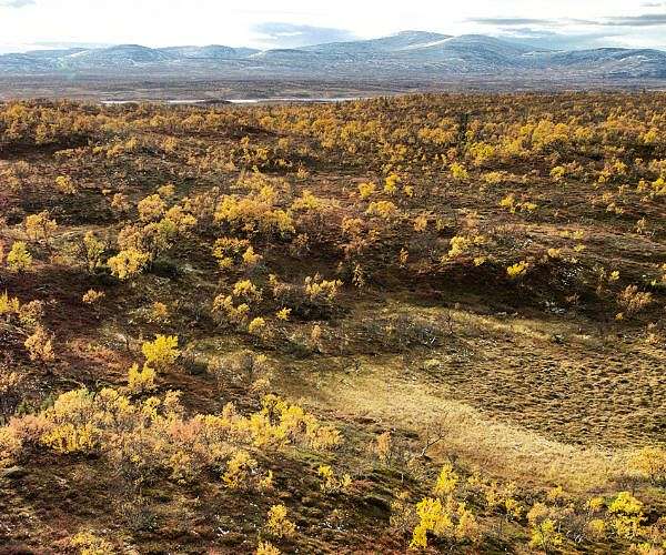 Finland's Lapland sees warmest summer on record