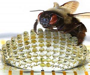 Bug's view inspires new digital camera's unique imaging capabilities