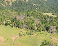 Californian sudden oak death epidemic 'unstoppable'