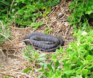 Big-mouthed babies drove the evolution of giant island snakes