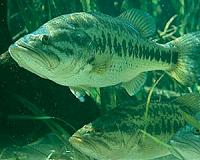 Climate change is affecting North American fish