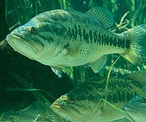 Stocking Florida Bass Could Alter Interconnected Streams