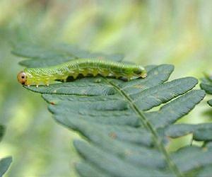 'Fat worms' inch scientists toward better biofuel production