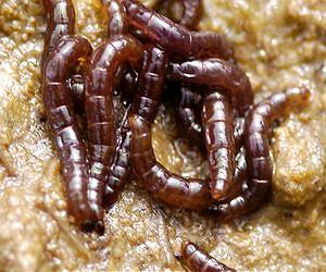 Antarctic and Arctic Insects Use Different Genetic Mechanisms to Cope With Lack of Water