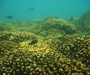 Cold snap triggered massive coral die-off