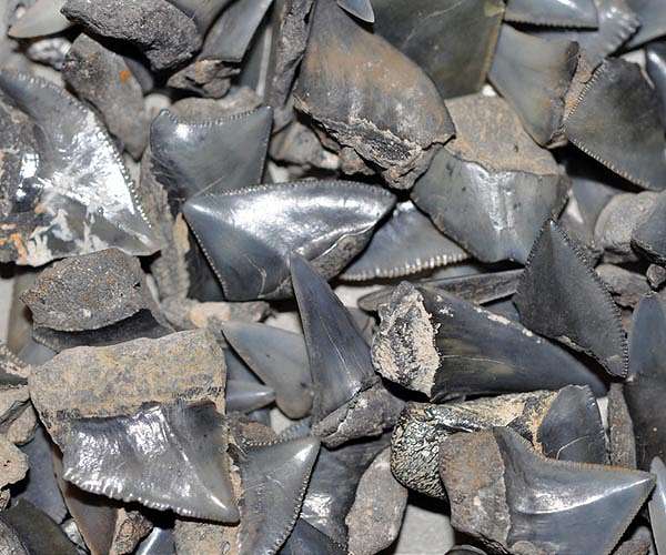 Shark diversity unaffected when the dinosaurs were wiped out