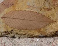 Meteorite that doomed the dinosaurs helped the forests bloom