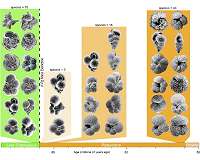 Earth's recovery from mass extinction could take millions of years