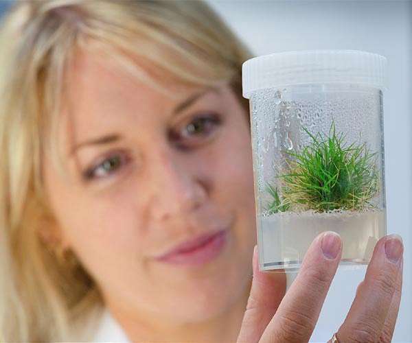 Australia seeks to grow plants on Moon by 2025