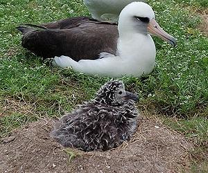 Antarctic albatross displays shift in breeding habits