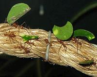 Leaf chewing links insect diversity in modern and ancient forests