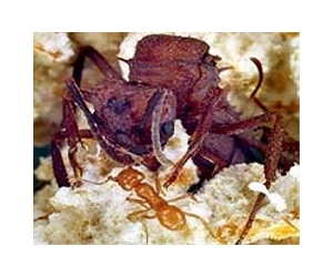 The Ant Queen's Chemical Crown