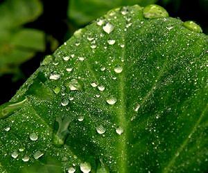 Why do dew drops do what they do on leaves?