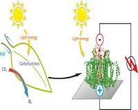 A semi-artificial leaf faster than natural photosynthesis