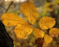 Native-American settlement modified Western New York forests