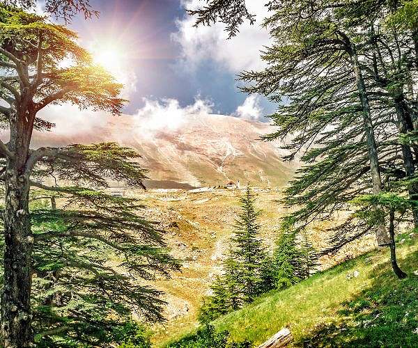 Heat, drought, fires threaten Lebanon's northern forests