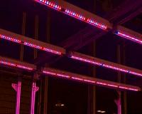 LED sole-source lighting effective in bedding plant seedling production