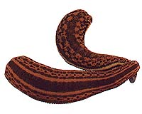 Misclassified For Centuries Medicinal Leeches Found To Be Three Distinct Species