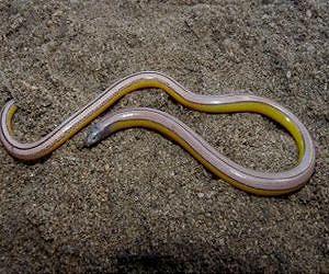 Four new species of 'legless lizards' discovered living on the edge