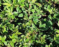 By 2050 temperatures might be helpful to growth of forage plants