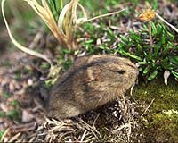 Climate change pushing lemmings over the edge: study