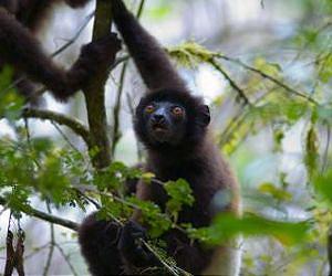 For a little-known primate, a new understanding of why females outlive males