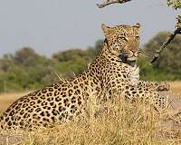 Medium-sized carnivores most vulnerable to environmental shifts