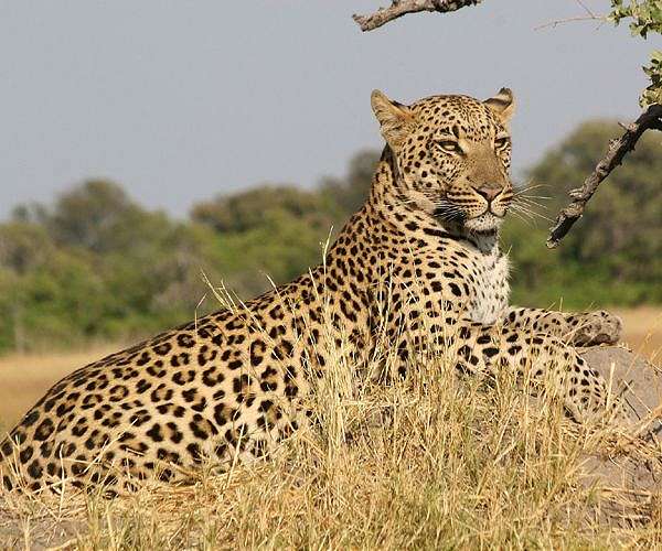 Leopard shot dead after attacking policeman in Iranian city