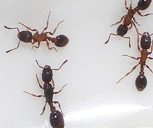Vicious queen ants use mob tactics to reach the top